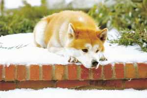 hachi_postcard_1