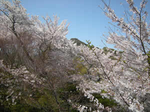 DSCN4514