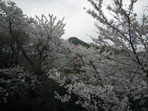 DSCN4633