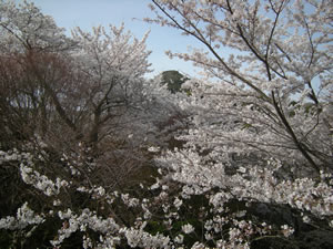 DSCN4755