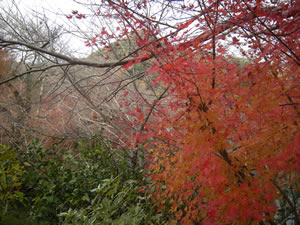 DSCN5073