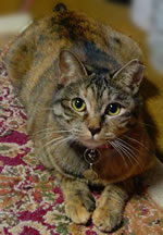 chaki